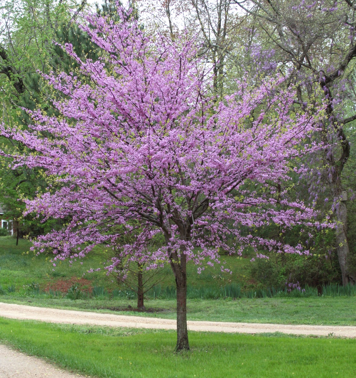 Favorite Plant Friday - Redbud - Creative Garden Spaces